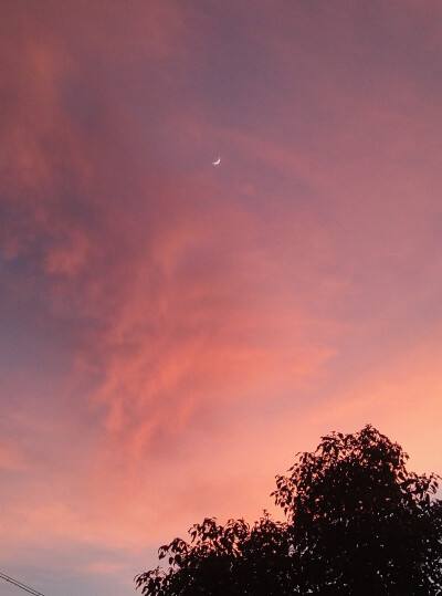 蘆薈種植日記：記錄我的綠手指成長之路