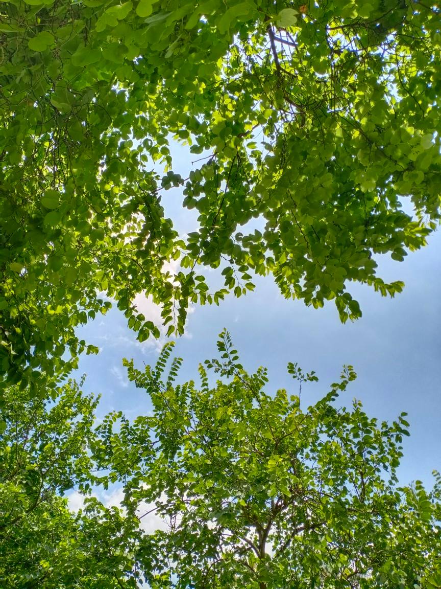 室內(nèi)養(yǎng)花，冬天的呵護與管理：讓你的花卉綻放光彩(圖3)